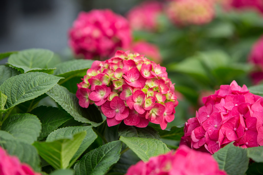 Hydrangea Macrophylla – Summer Crush® – #3 Container